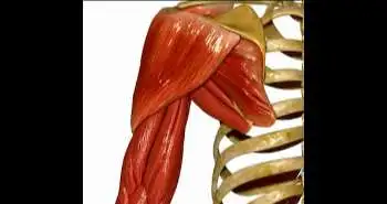 Effect of sleep position on rotator cuff tendinopathy and glenohumeral shoulder pain