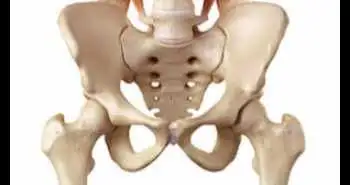 Link between hip muscle cross-sectional area and hip pain and function in mild-to-moderate hip osteoarthritis patients