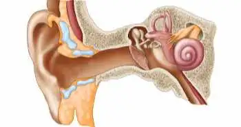 Study to compare myringoplasty using two different grafts