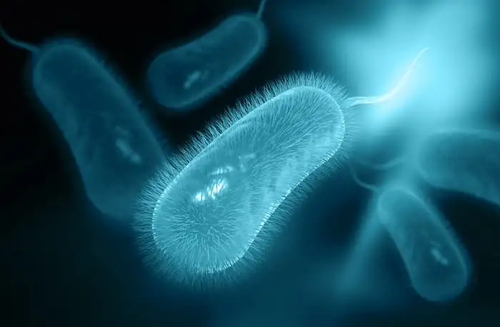 H. pylori